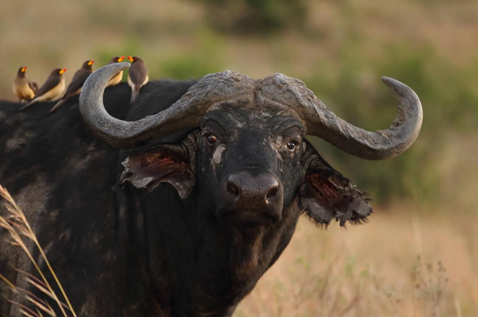Northern Circuit Grand Safari — Northern Tanzania safari experience