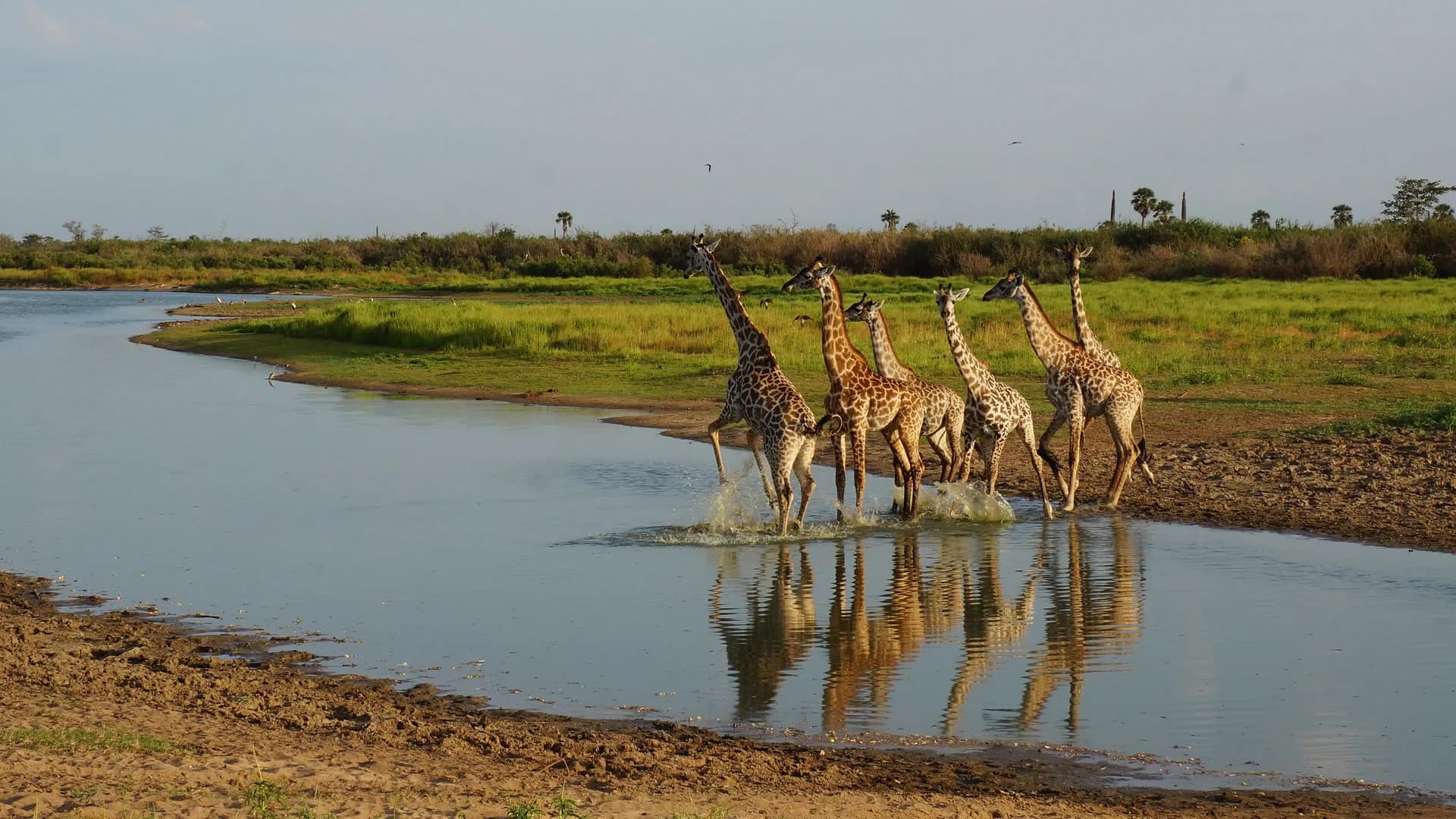 Southern Circuit & Zanzibar — Southern Tanzania & Zanzibar safari experience