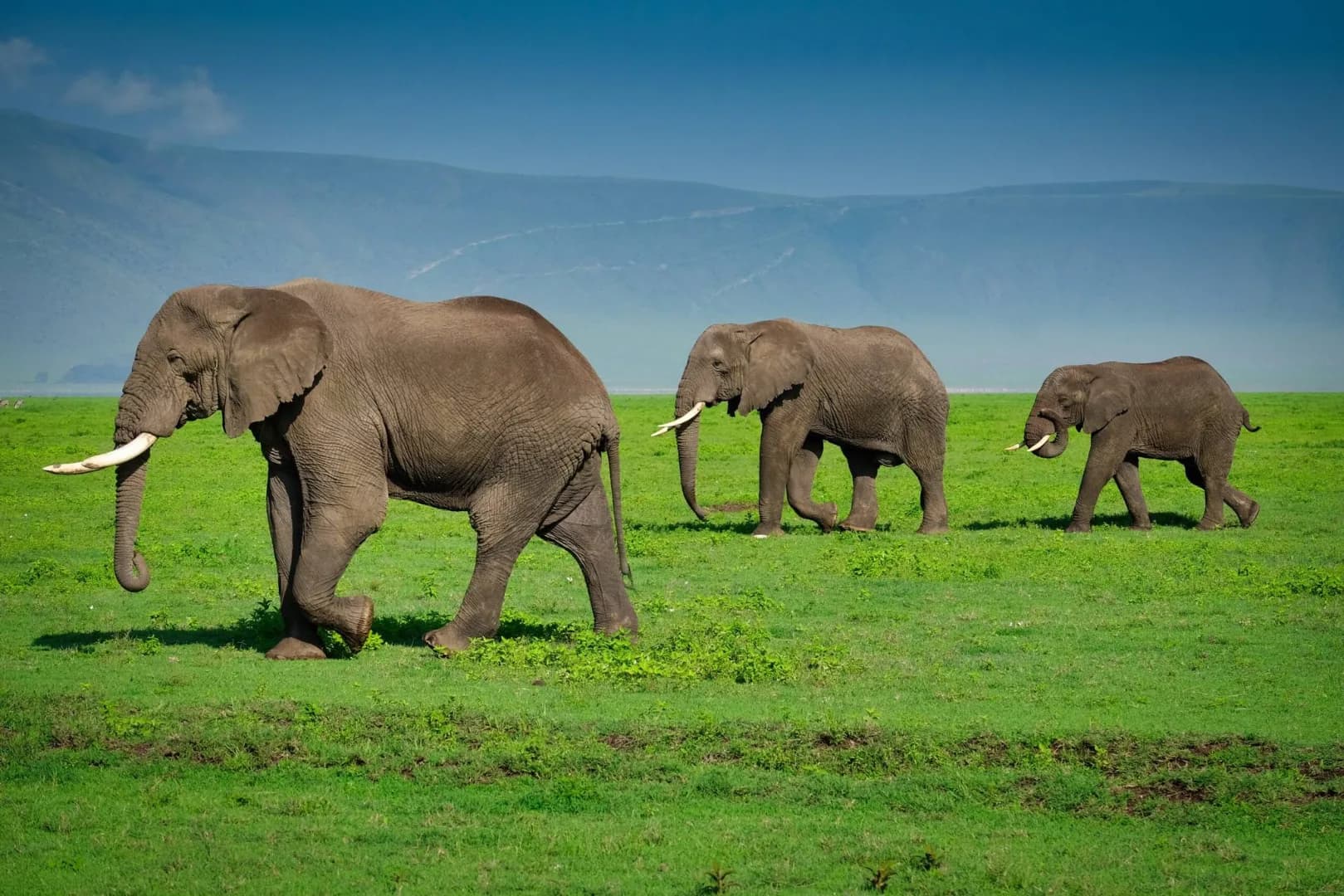 Ngorongoro Crater Expedition — Ngorongoro Crater, Tanzania safari experience