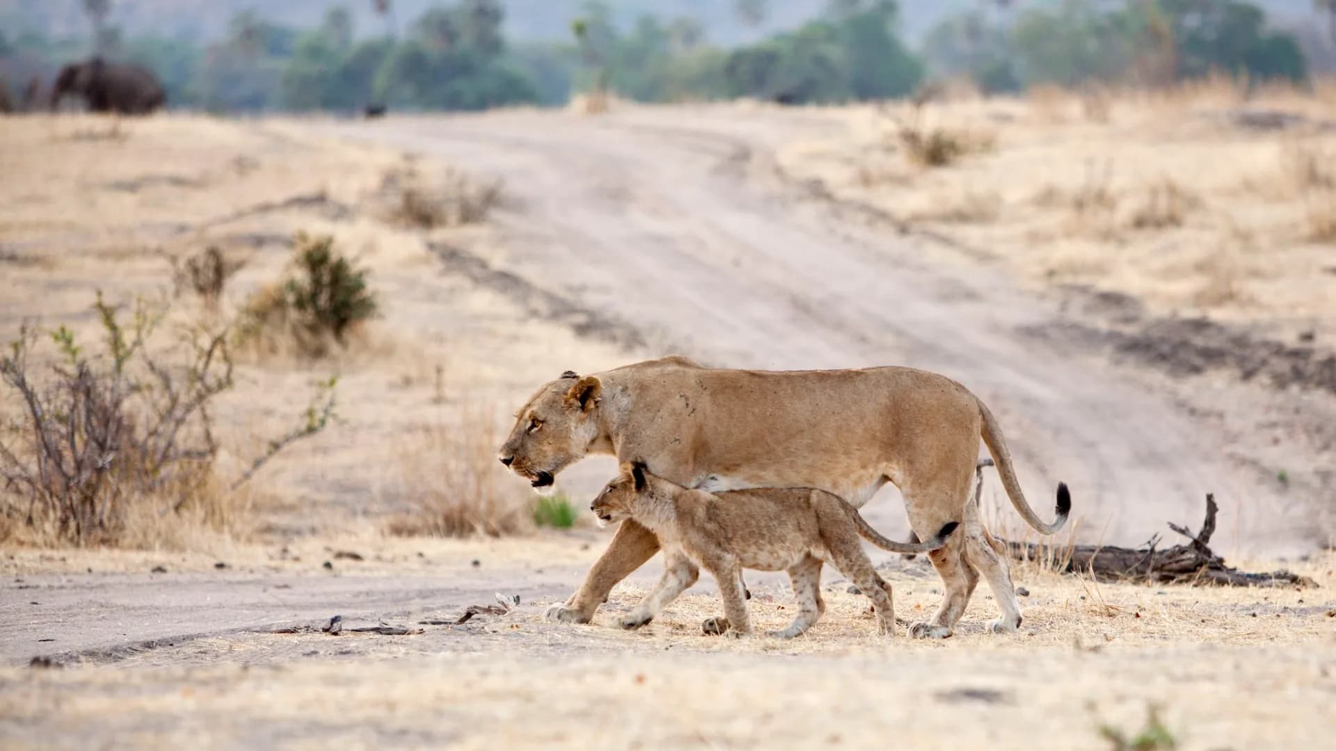 Ruaha Wilderness Safari — Ruaha National Park, Tanzania safari experience