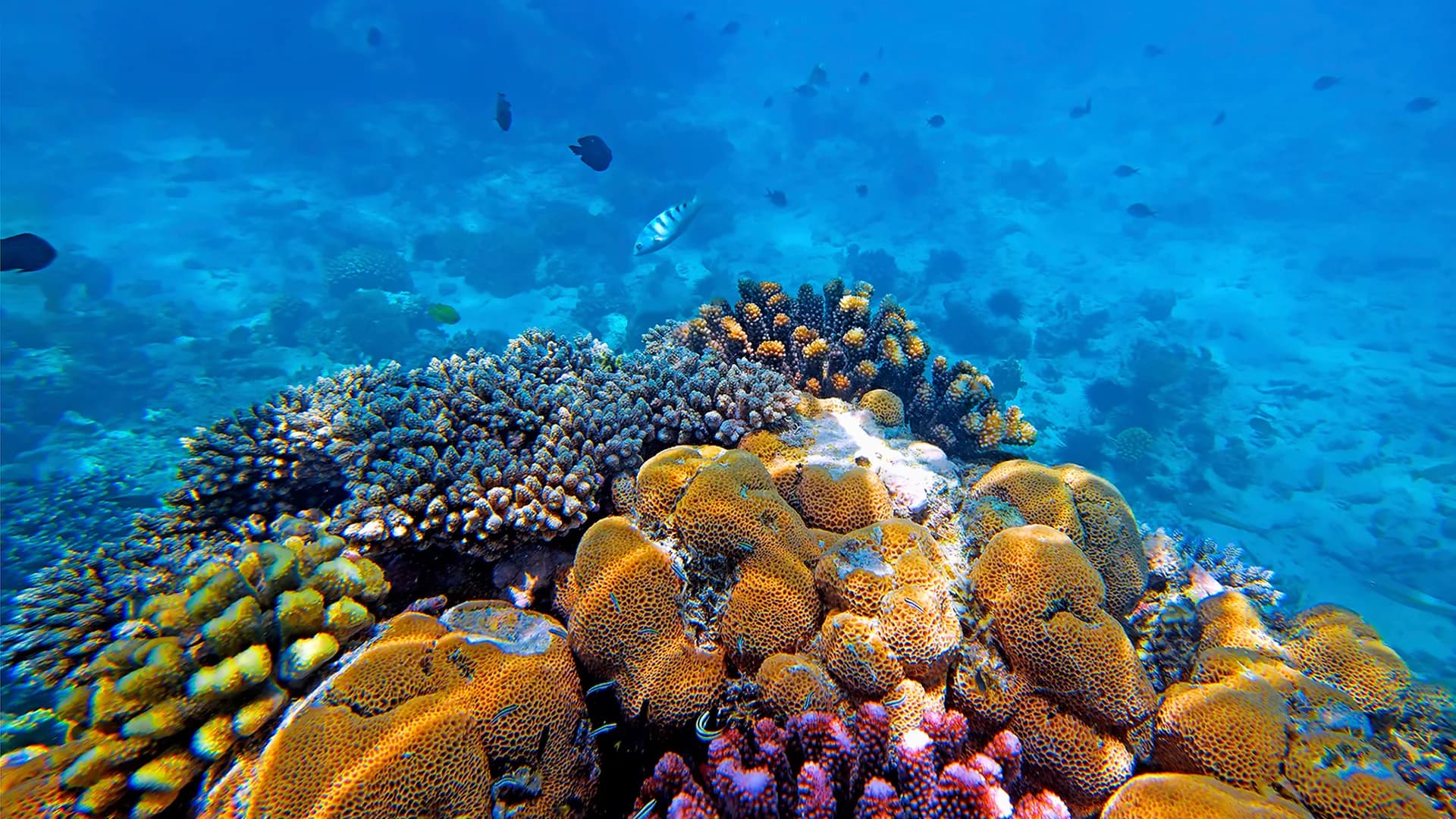 Premium Mnemba Atoll Snorkeling — Mnemba Atoll, Zanzibar safari experience