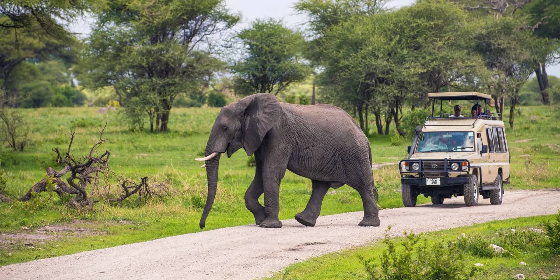 Tarangire Elephant Safari — Tarangire National Park, Tanzania safari experience