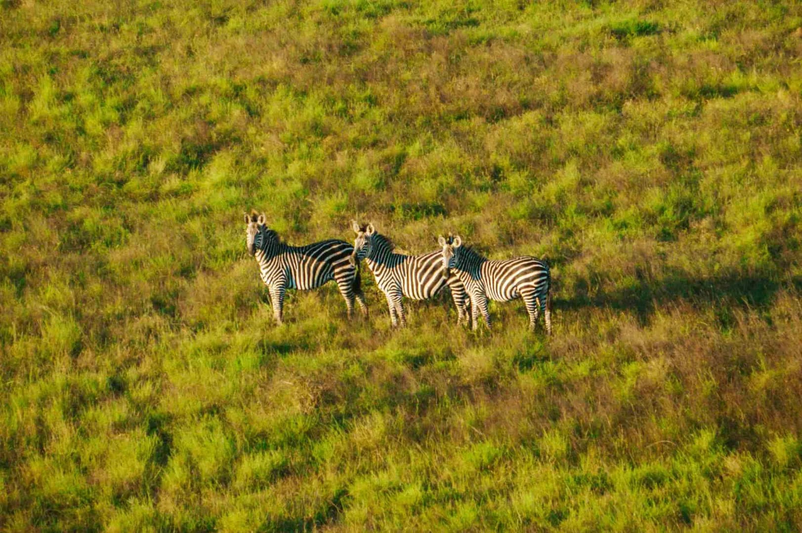 Mikumi National Park Safari — Mikumi National Park, Tanzania safari experience